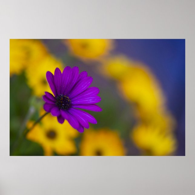 Poster de Gerbera Roxa Entre Flores Amarelas (Frente)