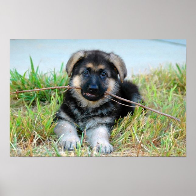 Poster de german shepherd de uppy do  (Frente)