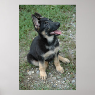 Poster de german shepherd de uppy do