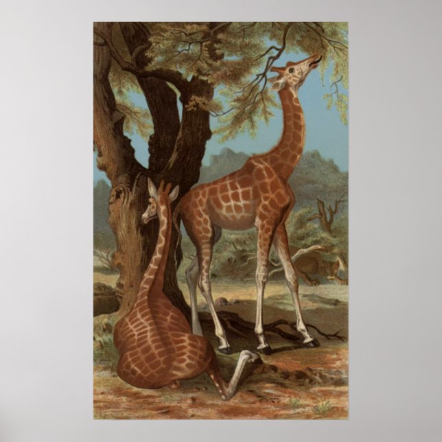 Poster de Girafa Africano (Frente)
