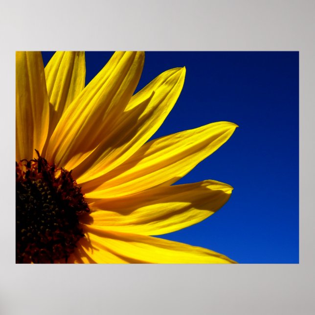 Poster de girassol (Frente)