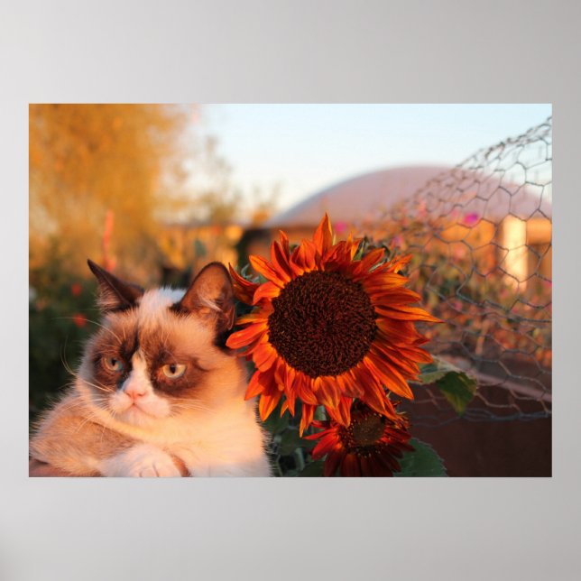 Poster de girassol (Frente)