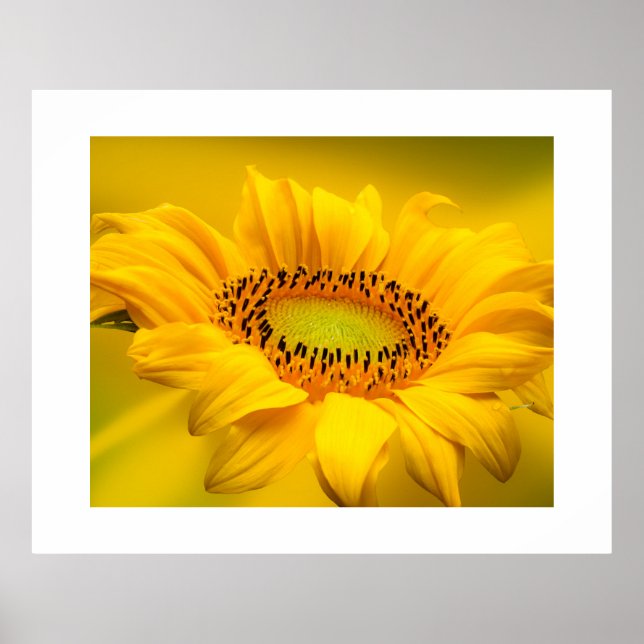 Poster de girassol (Frente)