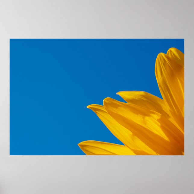 Poster de Girassol Amarelo e Céu Azul (Frente)