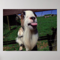 Poster de Goat Cheeky