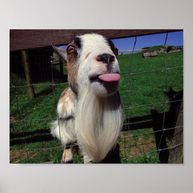 Poster de Goat Cheeky (Frente)