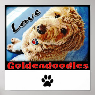 Poster de Goldendoodles do amor