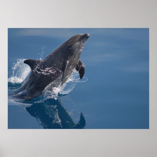 Poster de golfinho (Frente)