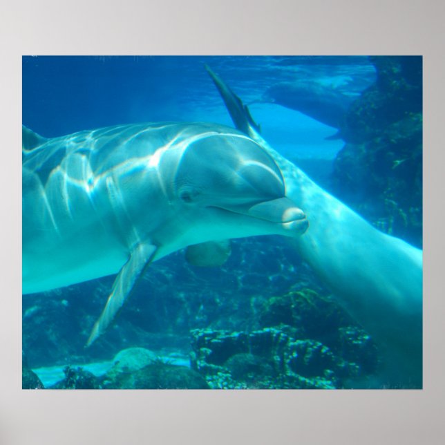 Poster de Golfinhos Reproduzíveis (Frente)