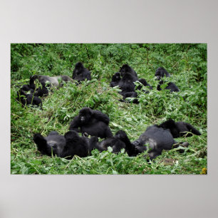 Poster de gorila de montanha