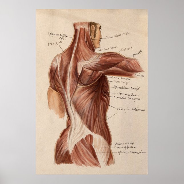 Poster de Gráfico de Anatomia Vintage (Frente)