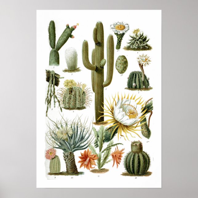 Poster de Gráfico de Cactus Vintage (Frente)