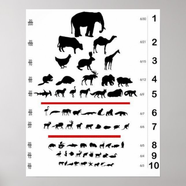 Poster de Gráfico de Olhos Animais (Frente)