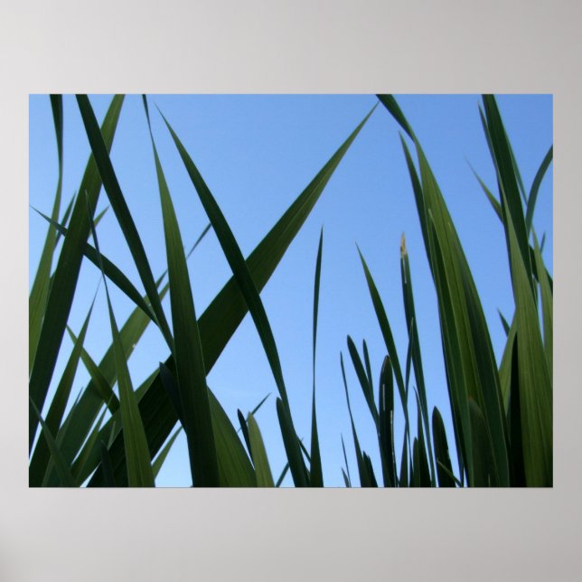 Poster de Grass (Frente)