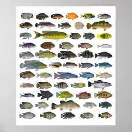 Poster de Grupo Cichlid