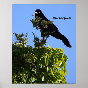 Poster de guincho com cauda de boi