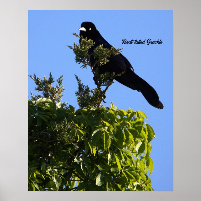 Poster de guincho com cauda de boi (Frente)