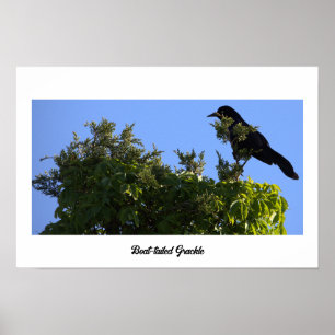 Poster de guincho com cauda de boi