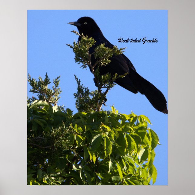 Poster de guincho com cauda de boi (Frente)