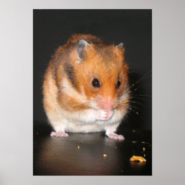 Poster de Hamster (Frente)