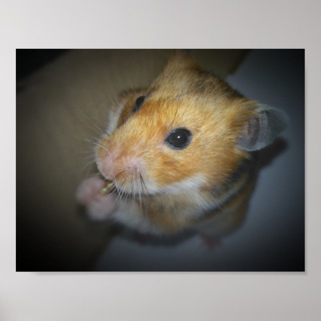 Poster de Hamster Sírio (Frente)