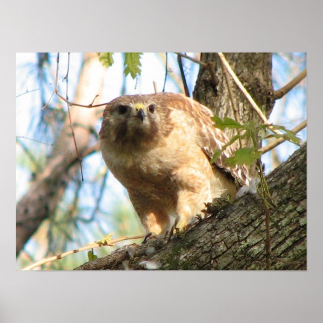 Poster de Hawk de ombros vermelhos (Frente)