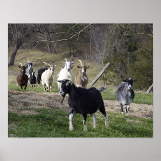 Poster de Herding Home