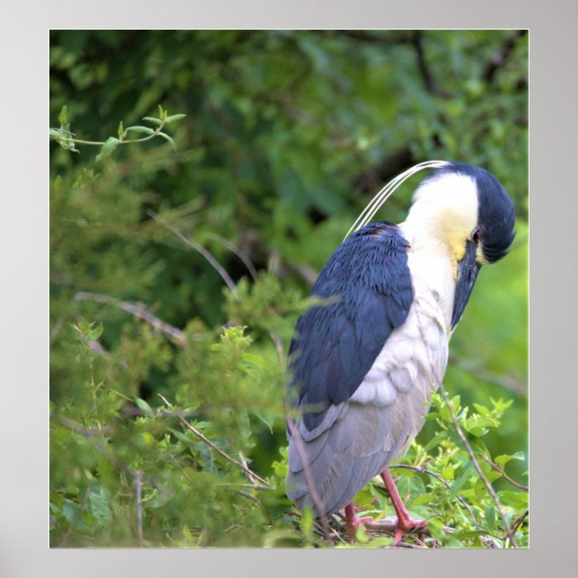 Poster de Heron Noturno de Coroa Negra (Frente)