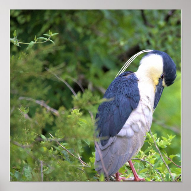 Poster de Heron Noturno de Coroa Negra (Frente)