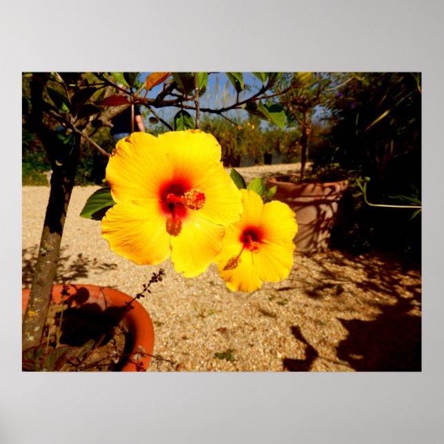 Poster de Hibiscus Amarelo (Frente)