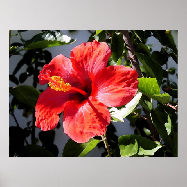Poster de Hibiscus bonito (Frente)