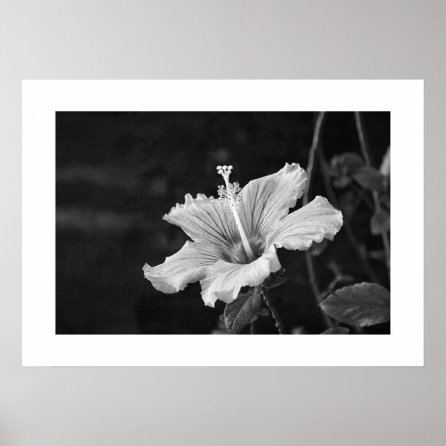 Poster de Hibiscus nº 2 (Frente)