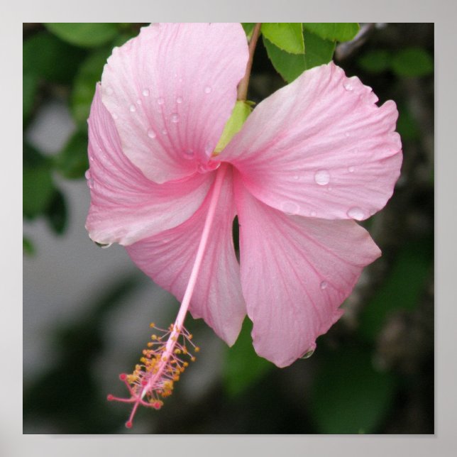 Poster de Hibiscus rosa (Frente)