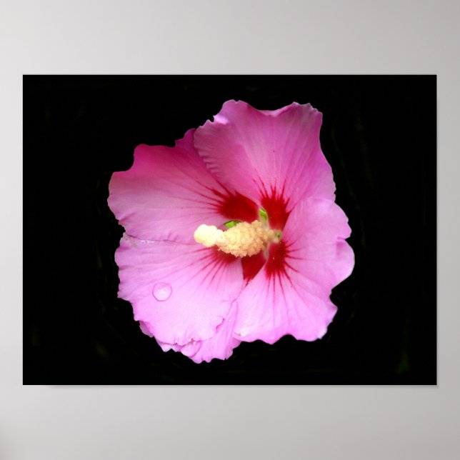 Poster de Hibiscus Rosa (Frente)