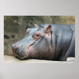 poster de Hippopotamus