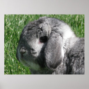 Poster de Holland Lop