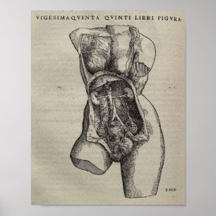 Póster De Humani Corporis