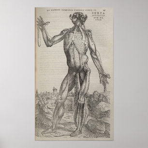 Póster De Humani Corporis