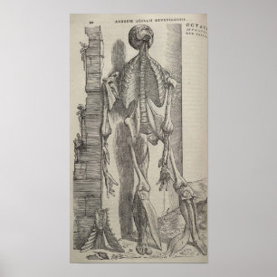 Póster De Humani Corporis