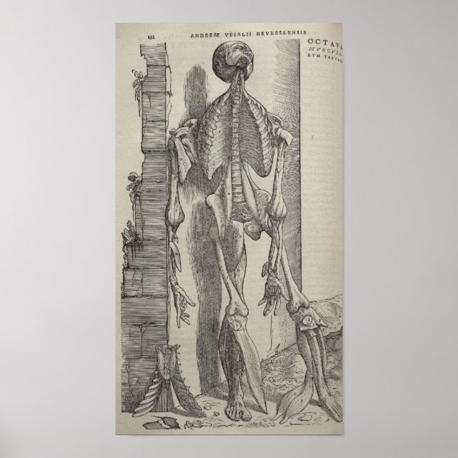 Póster De Humani Corporis (Frente)