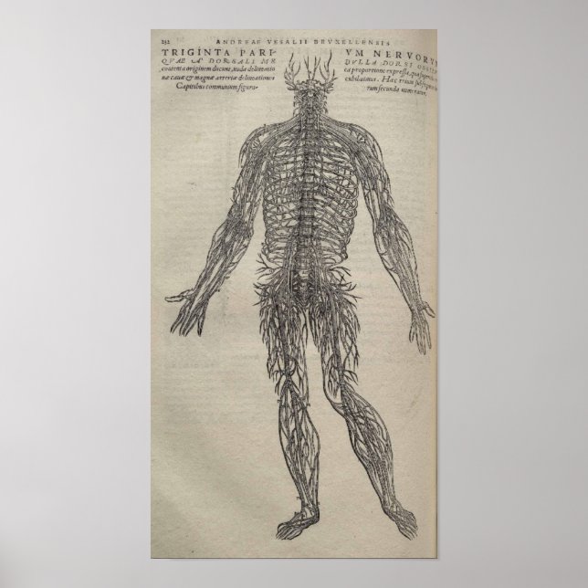 Poster De Humani Corporis (Frente)