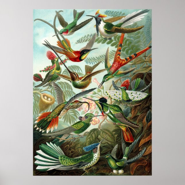 Poster de Hummingbird de Haeckel (Frente)