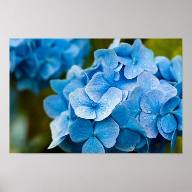 Poster de Hydrangea azul (Frente)