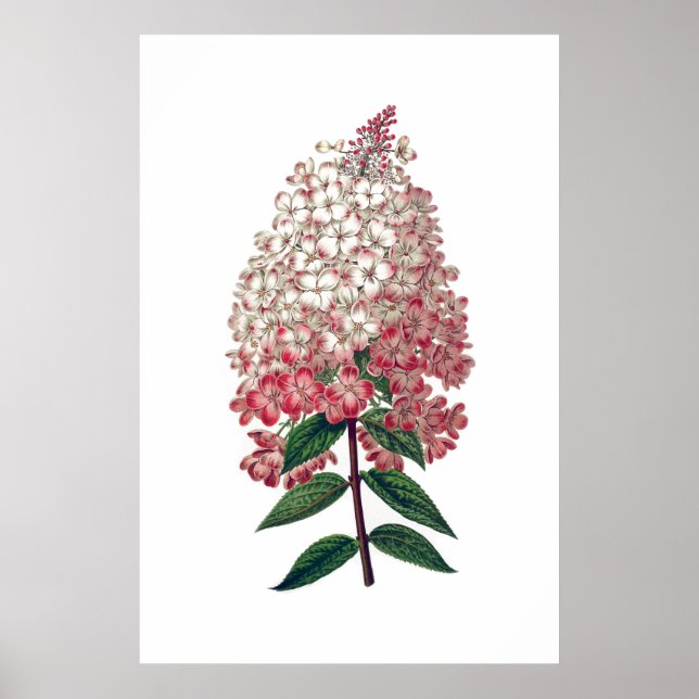 Poster de hydrangea branca rosa (Frente)