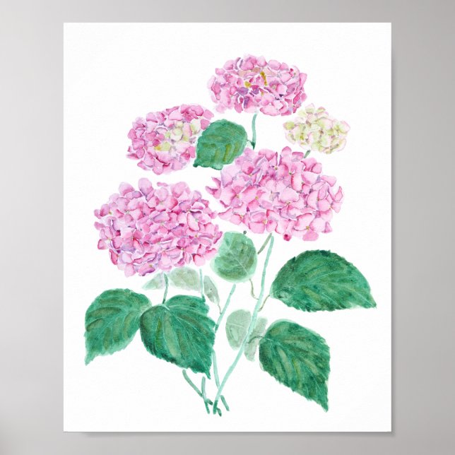 poster de hydrangea rosa (Frente)