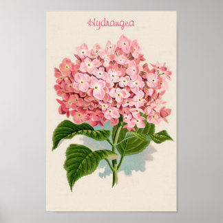 Poster de Hydrangea rosa