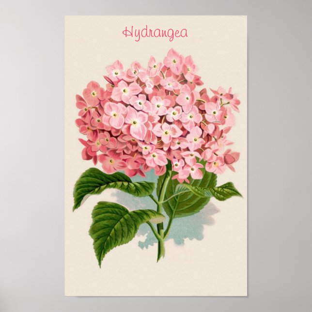 Poster de Hydrangea rosa (Frente)
