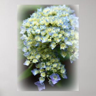 Poster de Hydrengea azul