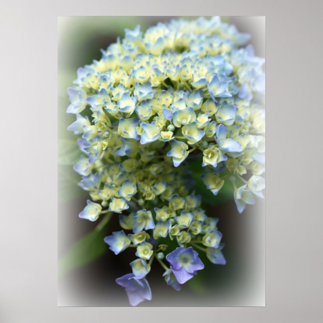 Poster de Hydrengea azul (Frente)