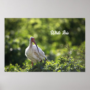 Poster De Ibis Branco